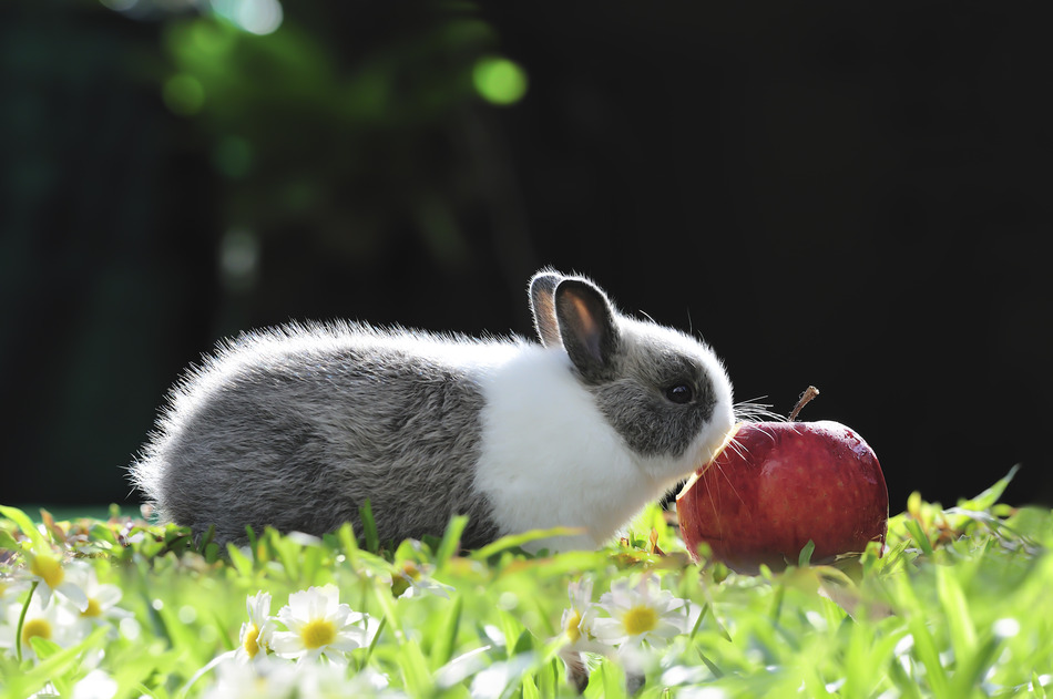 Kaninchen mit Apfel