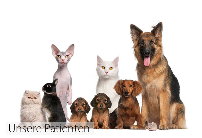 Unsere Patienten